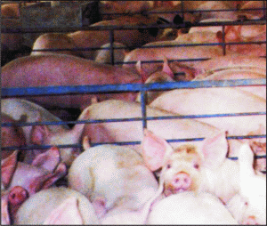 Rusia a ridicat barierele impuse importurilor de carne din SUA şi Cehia