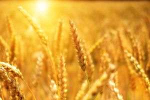 Acordul privind transportul de cereale în Marea Neagră nu va rezolva provocările sectorului agroalimentar