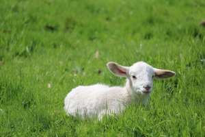Mieii crescuţi în fermele româneşti, căutaţi în aceste zile pentru masa de Paşte