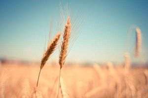 UE suţine că măsurile Poloniei şi Ungariei de interzicere a importurilor de cereale şi alimente din Ucraina sunt inacceptabile