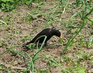 Agricultura intensivă şi folosirea pesticidelor - pericol major pentru speciile de păsări