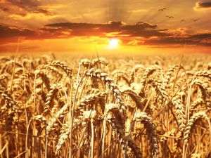 TradeVille: Holde Agri Invest - preţ atractiv pentru acţionarii semnificativi