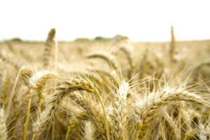 APIA: producătorii agricoli din sectorul cereale primesc sprijin financiar de peste 99 milioane lei.