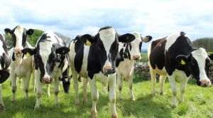 TradeVille: DN Agrar Group îşi creşte cantitatea de lapte livrată