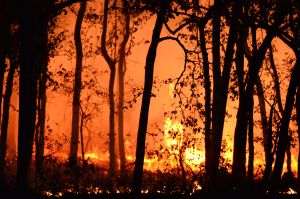 Incendiile din Grecia "curăţă" pădurile pentru a face loc centralelor eoliene?