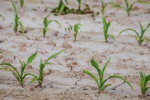 Vreme caniculară şi perioade de instabilitate atmosferică în următoarele două săptămâni