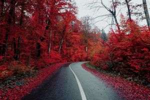 CNAIR: Emiterea rovinietelor va fi îngreunată, miercuri