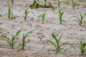 Agenţia pentru managementul dezastrelor din Indonezia avertizează cu privire la perioade extinse de secetă în Java şi Bali