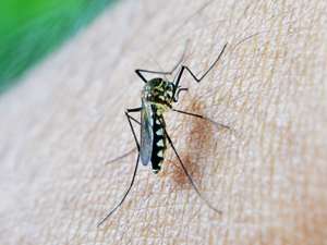 INSP: Şapte cazuri confirmate de infecţie cu virusul West Nile