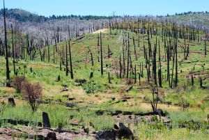 Italia şi Grecia se luptă în continuare cu incendiile