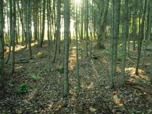 USR calls for the establishment of a DNA of forests