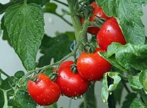 Ministrul Agriculturii anunţă suplimentarea Programului Tomata cu 65 milioane de lei