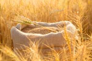 Cotaţiile la grâu continuă să scadă pe plan global