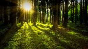 Map of drought-vulnerable forests created by scientists