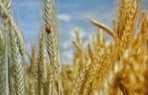 TradeVille: Cifră de afaceri şi profit în scădere pentru Grup Şerban Holding