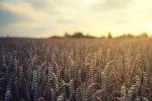 AAC insistă la nivel european pe SUR-NGT şi impactul cauzat de importurile masive de cereale ucrainene