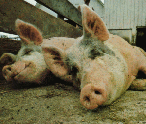 Nica: Plan de măsuri pentru prevenirea gripei porcine