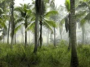 Cooperation to save Tropical Forests