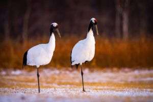 Climatic changes: Cranes "forget" to migrate