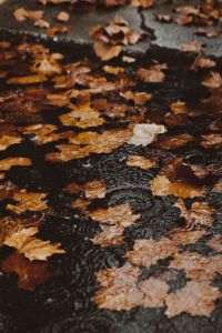Precipitations Increasingly Abundant Due to Climate Warming