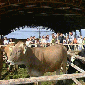 60% din laptele de pe piaţa autohtonă îndeplineşte cerinţele europene