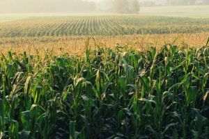 Reuters: China extinde plantarea de soia şi porumb modificate genetic