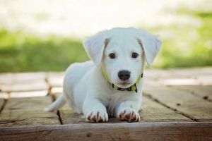 Human stress affects the pet
