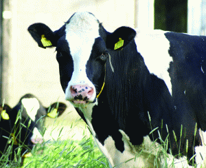 Lăptarii: 90% din ferme se închid până la toamnă