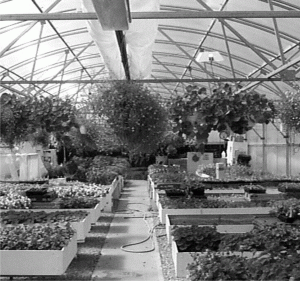Organizaţia Hortifruct a finalizat un complex de sere în Pipera 
