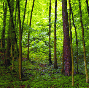INS: Suprafaţa fondului forestier, în scădere cu 0,2% în 2008