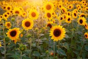 INS: România s-a situat în anul 2024 pe primul loc în UE la suprafaţa cultivată cu floarea soarelui
