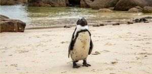 Secretarul pentru Comerţ al SUA explică de ce există tarife pentru insule locuite doar de pinguini