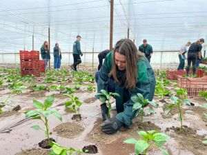 Studiul privind potenţialul de extindere a învăţării la locul de muncă în învăţământul profesional tehnic agricol 