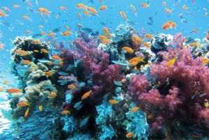 Ecosistemele marine vitale sunt în pragul colapsului