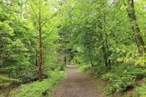 Forests, a central pillar in Europe's green economies