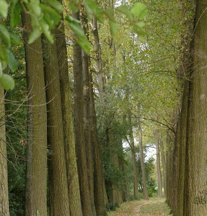Energy Poplar Nursery To Start In Arad County