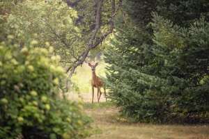 AFM: Fonduri de peste 2,55 milioane lei, aprobate pentru proiecte privind protecţia faunei sălbatice