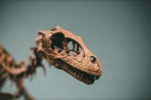 Dinosaur fossils, new perspectives in the fight against cancer