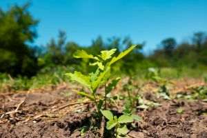 Romsilva a plantat peste 19 milioane de puieţi forestieri în campania de primăvară