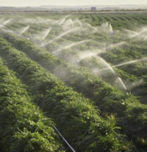 Romania"s huge agricultural potential will be eventually put to use and the overall surface of irrigated farming land may triple by 2012 to a planned 1.5 million hectares. 