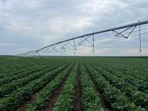 JD Agro Cocora a investit 2,5 mil. euro într-un sistem modern de irigaţii pentru ferma din Ialomiţa