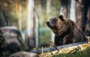 AGVPS President Calls for Direct Intervention by Authorities and Resumption of Controlled Bear Hunting