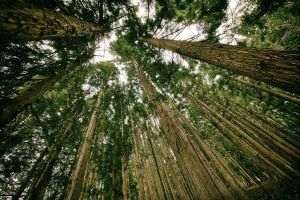 Sondaj Greenpeace: 88% dintre români consideră defrişările o problemă gravă