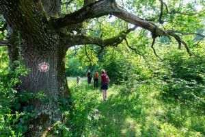 Via Transilvanica deschide drumul legal pentru traseele de lungă distanţă