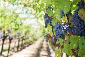 Exportatorii europeni de vin şi spirtoase estimează înregistrarea unor pierderi uriaşe