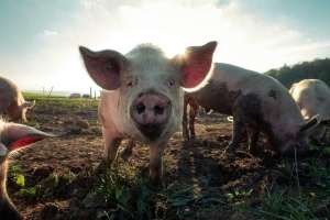 INS: Sacrificările de porcine şi păsări au crescut, în august