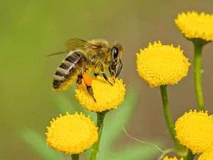 Alarm bell for European biodiversity