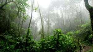 Record negativ: 8,3 milioane de hectare de pădure pierdute într-un singur an
