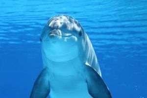 Delfinii au modificări cerebrale similare cu Alzheimerul uman