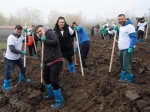 120.000 de copaci au fost plantaţi în sudul României prin proiectul Nestle 